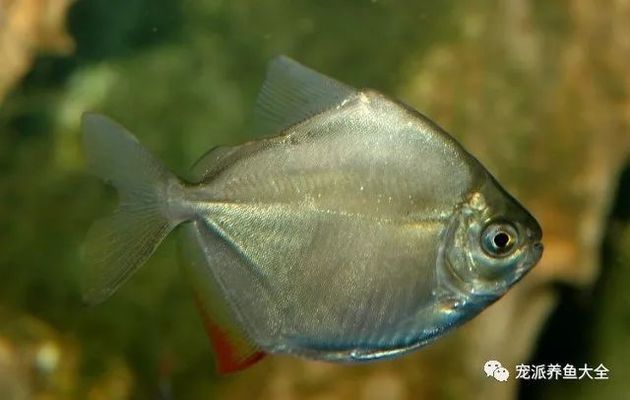 銀版魚(yú)適宜的水草種類(lèi)，銀板魚(yú)適宜的水草種類(lèi) 觀賞魚(yú)市場(chǎng)（混養(yǎng)魚(yú)） 第1張