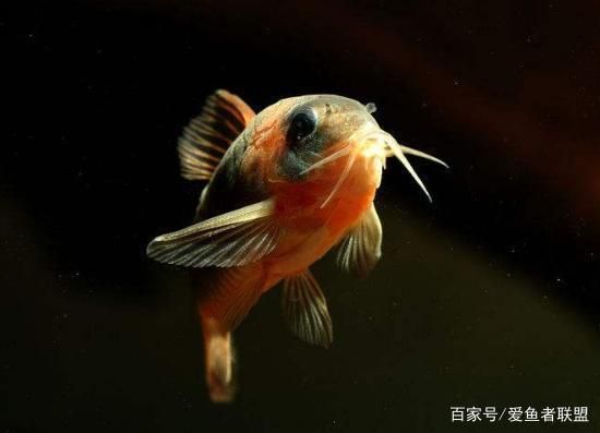 銀版魚(yú)適宜的水草種類(lèi)，銀板魚(yú)適宜的水草種類(lèi) 觀賞魚(yú)市場(chǎng)（混養(yǎng)魚(yú)） 第4張