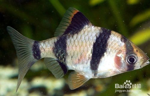 貴陽虎魚，虎魚飼養(yǎng)技巧有哪些， 虎魚百科 第1張