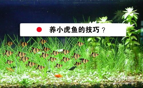 貴陽虎魚，虎魚飼養(yǎng)技巧有哪些， 虎魚百科 第5張