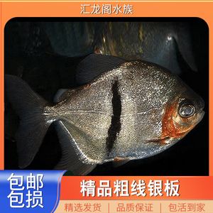 細線銀板魚苗混養(yǎng)密度控制，控制細線銀板魚苗的混養(yǎng)密度需要綜合考慮養(yǎng)殖空間 虎魚百科 第4張