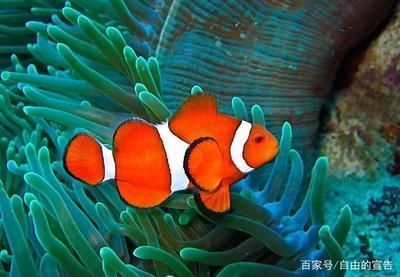 冬季養(yǎng)魚水溫控制技巧，冬季養(yǎng)魚水溫控制技巧：冬季養(yǎng)魚水溫控制技巧 觀賞魚市場（混養(yǎng)魚） 第5張