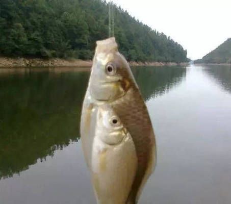 巴西亞魚繁殖期餌料保存技巧，巴西亞魚繁殖餌料自制技巧,繁殖期餌料保存常見誤區(qū) 觀賞魚市場（混養(yǎng)魚） 第5張