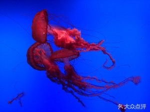 烏魯木齊水族館，烏魯木齊水族館特色展覽介紹繽紛水族館特色展覽介紹