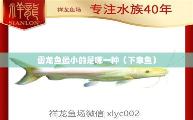 哪種雷龍魚體型最小最好養(yǎng)，七彩雷龍魚體型最小且最容易養(yǎng)殖的雷龍魚品種 龍魚百科 第1張