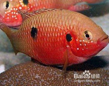 寶石魚苗光照周期調(diào)整技巧 觀賞魚市場（混養(yǎng)魚） 第3張