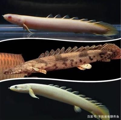 恐龍魚(yú)好玩嗎，關(guān)于恐龍魚(yú)是否好玩的詳細(xì)分析恐龍魚(yú)是否好玩的分析 龍魚(yú)百科 第2張