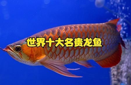 十大名貴龍魚，十大名貴龍魚品種