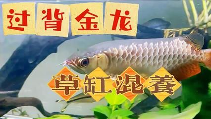 過背金龍魚日常飲食指南，如何判斷金龍魚營養(yǎng)均衡，金龍魚消化不良癥狀識別 觀賞魚市場（混養(yǎng)魚） 第4張