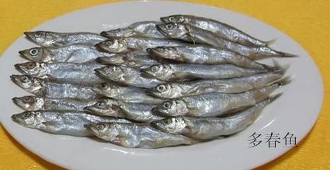 刀魚(yú)魚(yú)，刀魚(yú)的生態(tài)現(xiàn)狀與保護(hù)措施， 觀賞魚(yú)市場(chǎng)（混養(yǎng)魚(yú)） 第3張