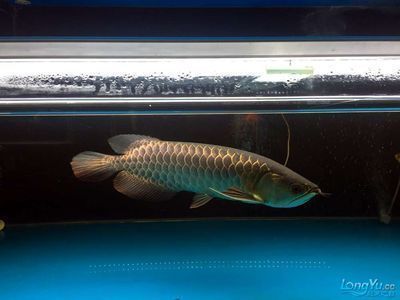 金龍魚最佳配魚，金龍魚混養(yǎng)食物選擇指南金龍魚混養(yǎng)水質(zhì)管理技巧