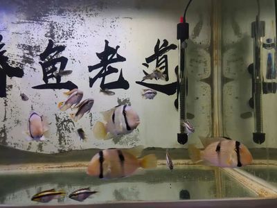 觀賞魚品種創(chuàng)新案例，七彩神仙魚新品種培育 觀賞魚市場（混養(yǎng)魚） 第3張