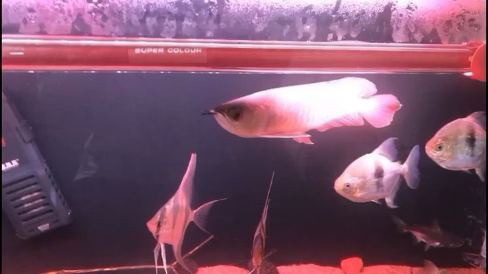 森森魚缸過濾材料擺放順序，森森魚缸過濾棉清洗頻率活性炭濾材更換周期生物過濾級維護技巧 魚缸百科 第3張