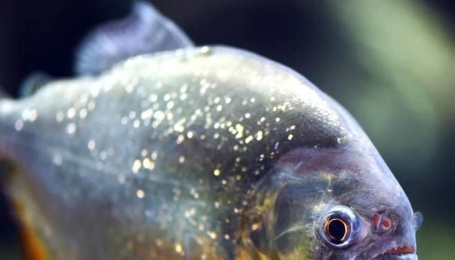 金龍魚吃食物視頻播放大全，關(guān)于金龍魚吃食物的視頻播放大全 水族問答