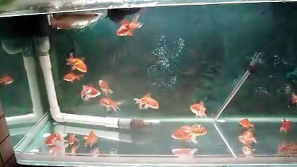 龍魚缸需要加鹽嗎，養(yǎng)龍魚時一般不需要在魚缸里放鹽，但如何正確測量魚缸鹽度 魚缸百科 第2張