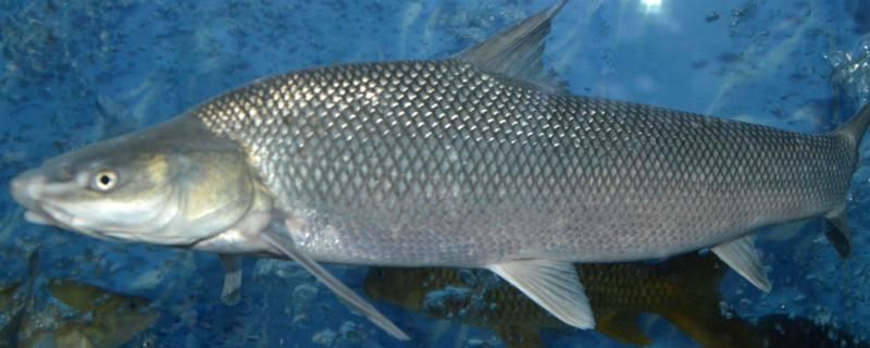 紅勾銀版魚(yú)繁殖條件探究，紅勾銀版魚(yú)繁殖水質(zhì)管理技巧 觀賞魚(yú)市場(chǎng)（混養(yǎng)魚(yú)） 第5張