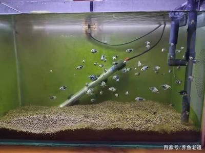 舊魚缸市場價格 魚缸百科 第5張