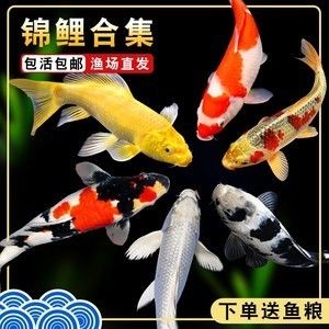 龍鳳鯉魚，龍鳳鯉魚的市場價格