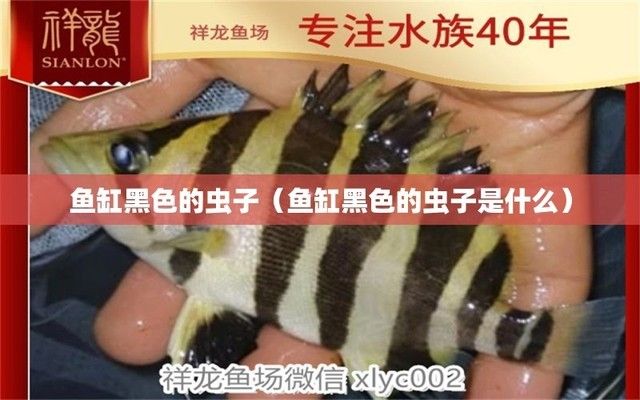 龍魚缸里有黑色的小蟲子是什么，如何自然去除龍魚缸中的黑色小蟲子 魚缸百科 第1張