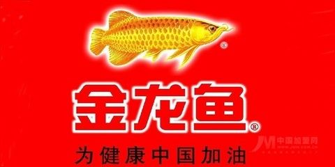 金龍魚加盟為什么沒做起來，金龍魚加盟未能成功的原因 龍魚百科 第5張