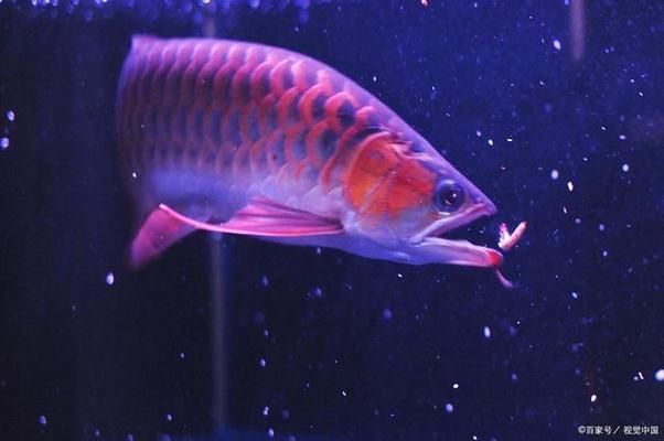 龍魚換水多長時間可以喂食，陰雨天如何照顧龍魚，龍魚喂食的最佳時間段，龍魚換水頻率及注意事項(xiàng) 龍魚百科 第5張