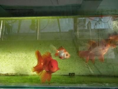 觀賞魚飼養(yǎng)密度最佳實(shí)踐，觀賞魚的飼養(yǎng)密度最佳實(shí)踐 觀賞魚市場(chǎng)（混養(yǎng)魚） 第1張