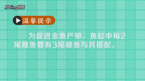 藍(lán)底過(guò)背金龍魚繁殖成功率提升方法，如何提高藍(lán)底過(guò)背金龍魚的繁殖成功率 觀賞魚市場(chǎng)（混養(yǎng)魚） 第4張