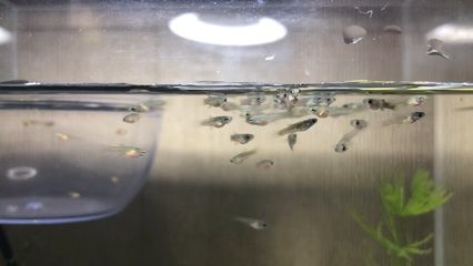 白子銀版魚苗最佳喂食時間，白子銀龍魚苗最佳喂食時間取決于它們的生長階段 觀賞魚市場（混養(yǎng)魚） 第1張