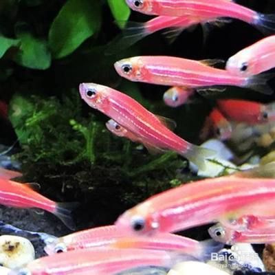 魚缸買什么樣的好看又實(shí)用，如何選擇一款適合自己的魚缸 魚缸百科 第4張