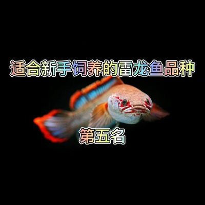 雷龍魚(yú)哪種最貴最好養(yǎng)，目前市場(chǎng)上最貴的雷龍魚(yú)品種是什么？ 龍魚(yú)百科 第4張