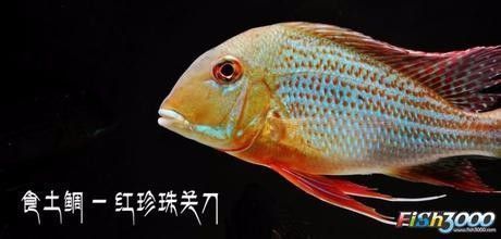 白子關(guān)刀魚日常護(hù)理要點(diǎn)，白子關(guān)刀魚常見疾病防治，白子關(guān)刀魚混養(yǎng)搭配技巧 觀賞魚市場（混養(yǎng)魚） 第5張