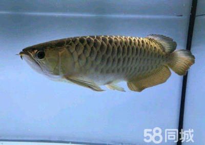 龍魚缸殺菌，龍魚缸殺菌方法 魚缸百科 第5張