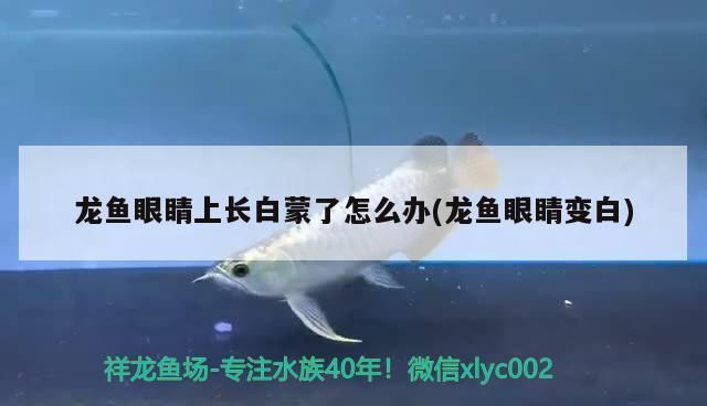 龍魚眼睛上長白蒙了怎么辦，如何判斷龍魚水質(zhì)好壞,龍魚日常護理要點有哪些 龍魚百科 第2張