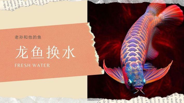 龍魚多久換一次水 有過(guò)濾作用，如何判斷過(guò)濾器效果，龍魚換水注意事項(xiàng)