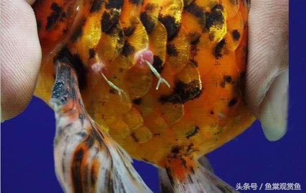 觀賞魚疾病快速診斷方法，觀賞魚疾病快速診斷方法,觀賞魚水質(zhì)檢測(cè)實(shí)用技巧 觀賞魚市場(chǎng)（混養(yǎng)魚） 第5張