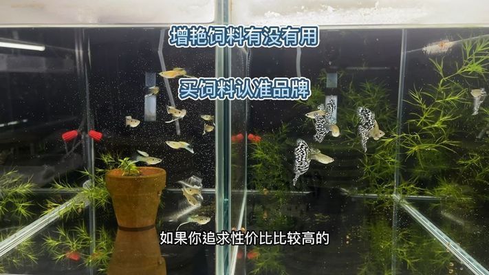 元寶鳳凰魚飼料增色原理，元寶鳳凰魚飼料增色原理解釋元寶鳳凰魚飼料增色原理