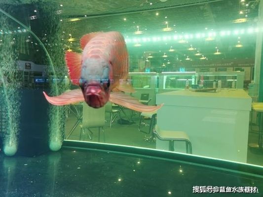 魚缸過濾安裝方法？，如何選擇合適的魚缸過濾器？ 魚缸百科 第4張