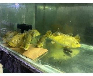 巴西亞魚苗餌料選擇技巧，巴西亞魚苗的飼養(yǎng)需要注意餌料的選擇和投喂技巧 觀賞魚市場(chǎng)（混養(yǎng)魚） 第5張