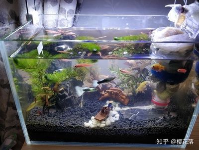 30cm的魚(yú)缸，30cm魚(yú)缸造景材料清單 魚(yú)缸百科 第1張