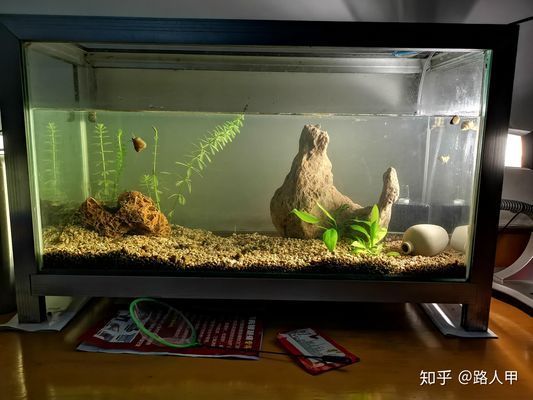 30cm的魚(yú)缸，30cm魚(yú)缸造景材料清單 魚(yú)缸百科 第6張