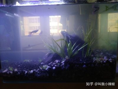 30cm的魚(yú)缸，30cm魚(yú)缸造景材料清單 魚(yú)缸百科 第3張