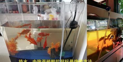 魚缸多長時間放鹽，淡水魚缸加鹽的正確方法 魚缸百科 第6張