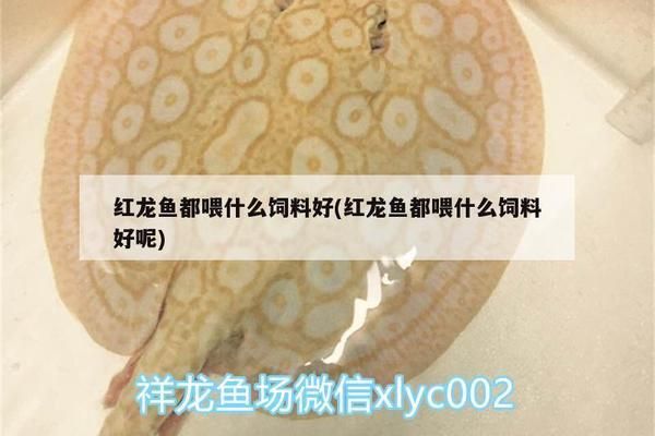 鋼化玻璃魚缸壽命，鋼化玻璃魚缸使用壽命 魚缸百科 第1張