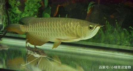 龍魚(yú)最近不吃食怎么辦呢，如何判斷龍魚(yú)是否患病 龍魚(yú)百科 第3張