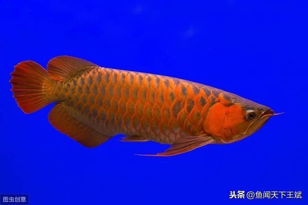 龍魚(yú)最近不吃食怎么辦呢，如何判斷龍魚(yú)是否患病 龍魚(yú)百科 第4張