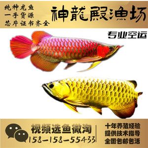 龍魚一手貨源，如何獲取龍魚一手貨源 龍魚百科 第5張