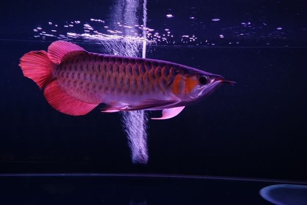 龍魚(yú)缸內(nèi)有白色的小蟲(chóng)，龍魚(yú)缸內(nèi)出現(xiàn)白色小蟲(chóng)怎么辦 魚(yú)缸百科 第4張