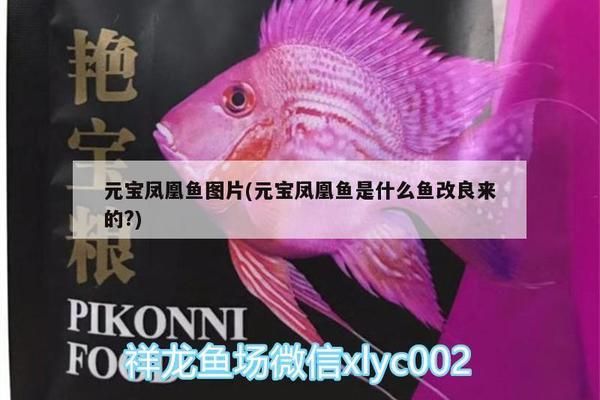 如何檢測元寶鳳凰魚的健康，元寶鳳凰魚的健康檢測方法