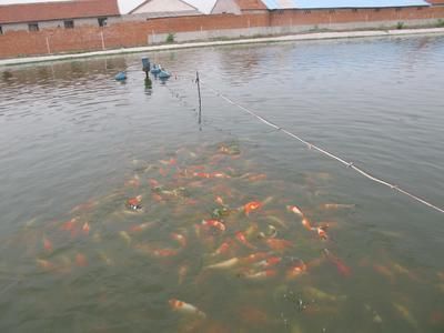 野彩魚飼養(yǎng)環(huán)境要求，關(guān)于野彩魚飼養(yǎng)環(huán)境要求的介紹 觀賞魚市場(chǎng)（混養(yǎng)魚） 第3張