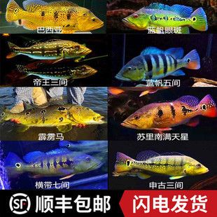 申古三間魚的市場(chǎng)價(jià)格，申古三間魚價(jià)格 觀賞魚市場(chǎng)（混養(yǎng)魚） 第2張